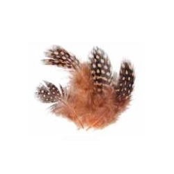 Soldarini Guinea Fowl orange